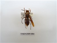 藏品(赭褐長腳蜂)的圖片